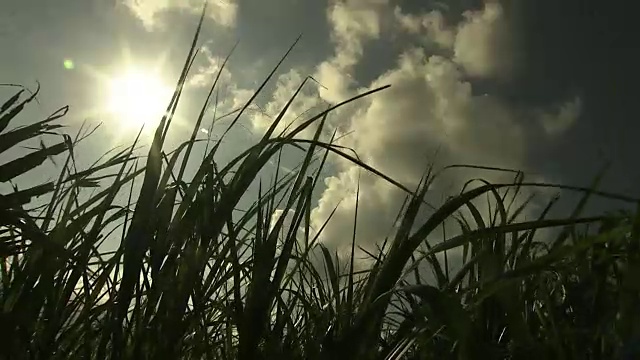 阳光下的甘蔗田，冲绳，日本视频素材