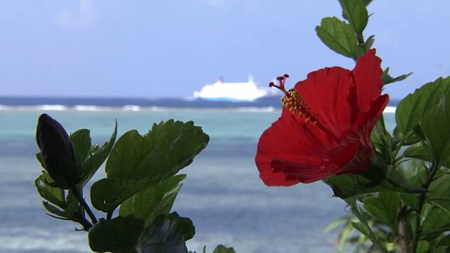 芙蓉背后的热带海洋，冲绳，日本视频素材