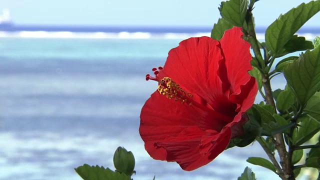 芙蓉背后的热带海洋，冲绳，日本视频素材