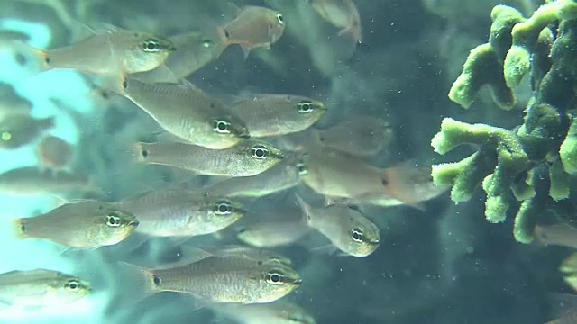 水下;鱼和珊瑚礁的学校，冲绳，日本视频素材