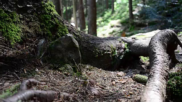 松树的大根视频素材