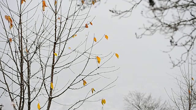 秋叶被雪花吹散视频素材