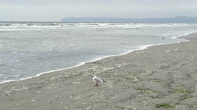 德国鲁根岛普罗拉海滩上的一种黑头鸥。视频素材