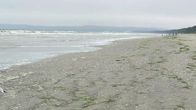 德国鲁根岛普罗拉海滩上的一种普通海鸥。寻找食物视频素材