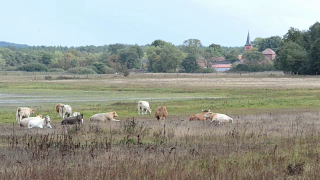 Guelpersee湖Prietzen村草地上的奶牛。背景中成千上万的灰鹅在秋季迁徙。(德国)视频素材