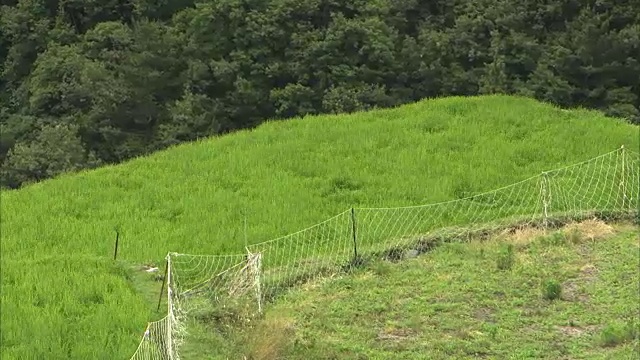 日本香川市正岛的稻田视频素材