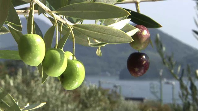 橄榄树上的果实，正岛，日本视频素材