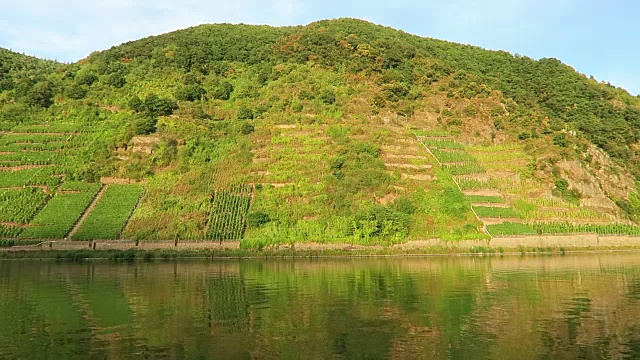 在莱茵兰-普法尔茨的摩泽尔河山上的葡萄园。(德国)视频素材