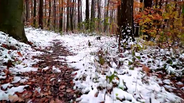 维也纳木材在秋天与雪视频素材