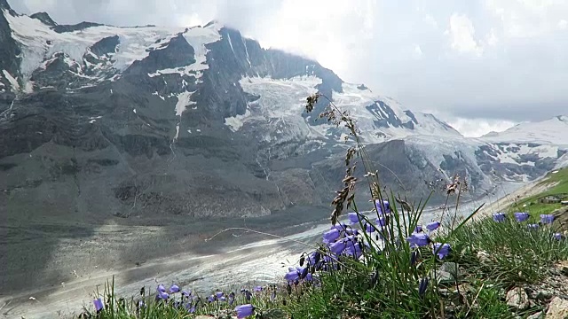 奥地利阿尔卑斯山大格洛克山前的风铃花。视频素材