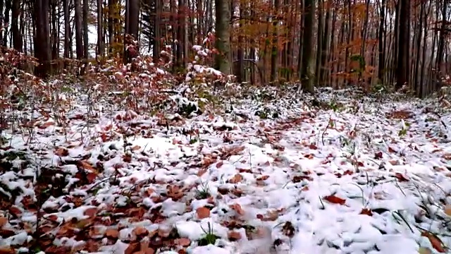 维也纳木材在秋天与雪视频素材