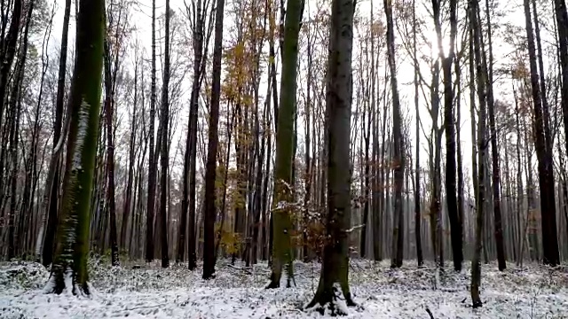 维也纳木材在秋天与雪视频素材