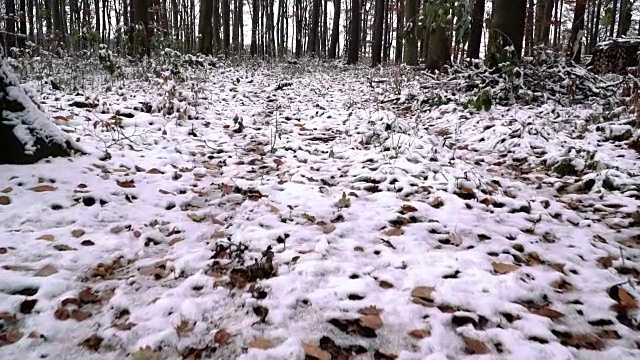 维也纳木材在秋天与雪视频素材