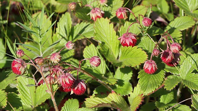 野草莓视频素材