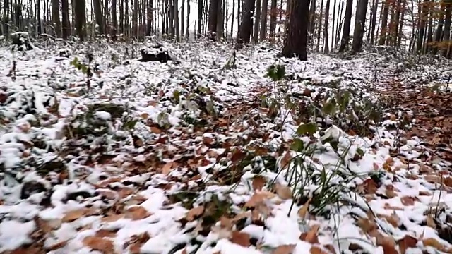 维也纳木材在秋天与雪视频素材