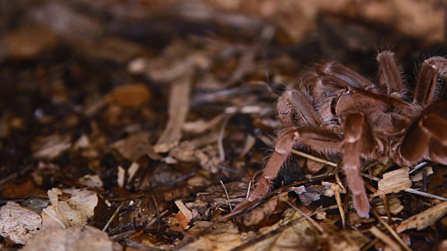 Pelinobius muticus狒狒王蜘蛛视频素材