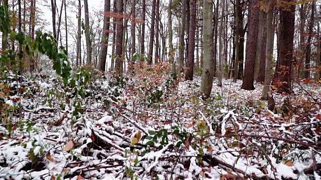 维也纳木材在秋天与雪视频素材