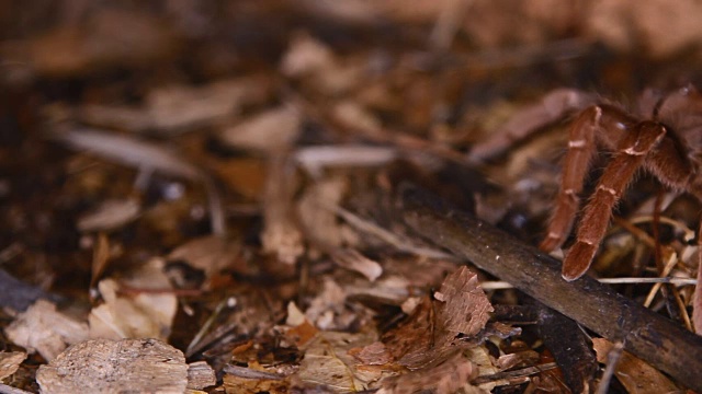 Pelinobius muticus狒狒王蜘蛛视频素材