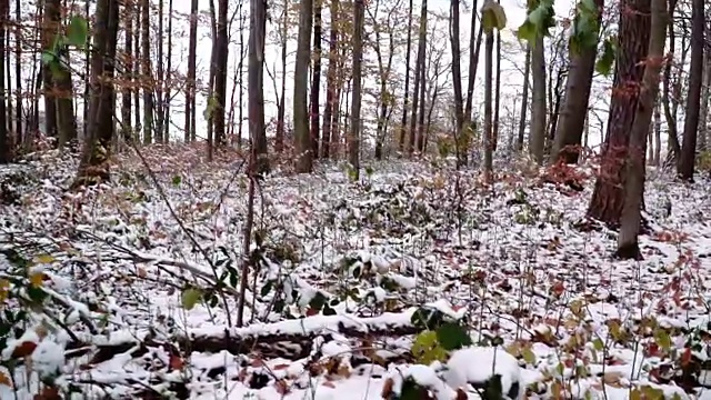 维也纳木材在秋天与雪视频下载