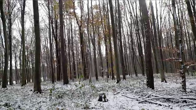 维也纳木材在秋天与雪视频下载