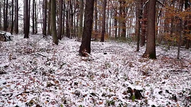 维也纳木材在秋天与雪视频素材