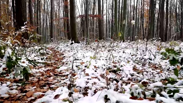 维也纳木材在秋天与雪视频素材