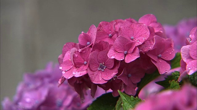 湿的紫红绣球花视频素材