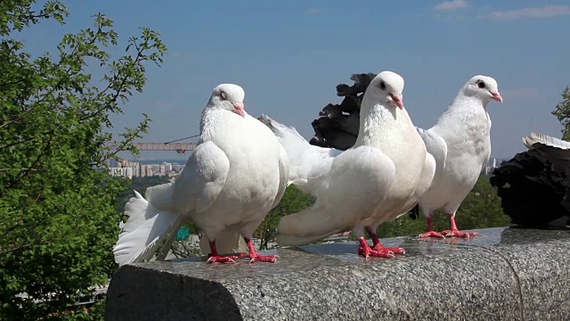 美丽的白色孔雀鸽子视频素材