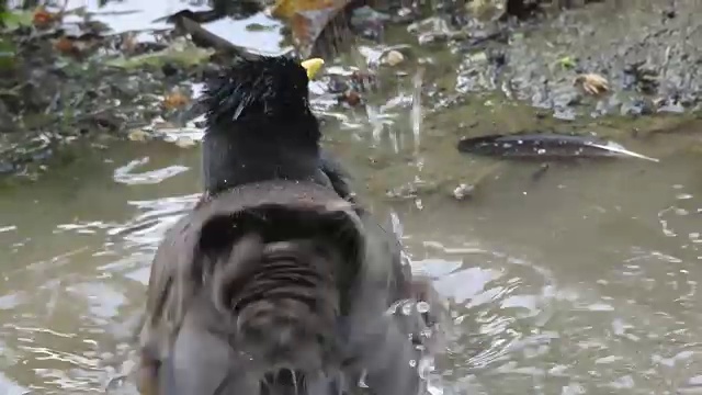 鹩哥在水中视频素材