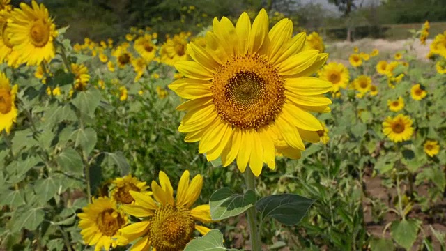 向日葵在田野近距离视频素材