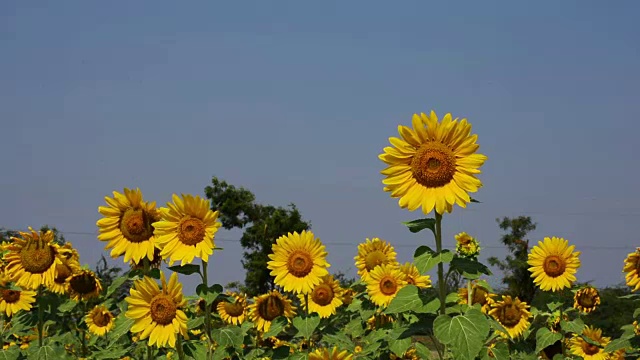 向日葵在田野近距离视频素材