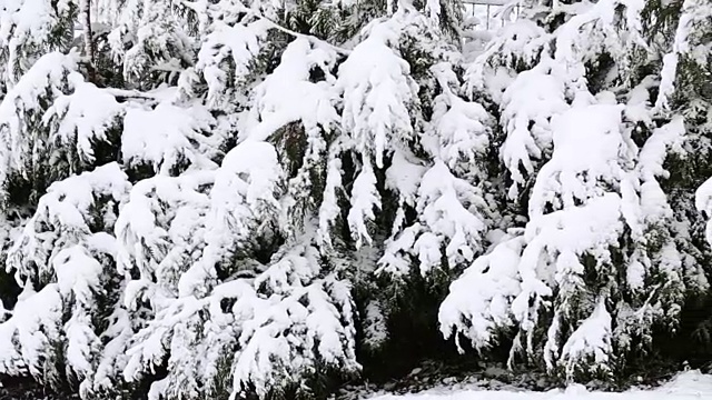 冬天的树被雪覆盖视频素材