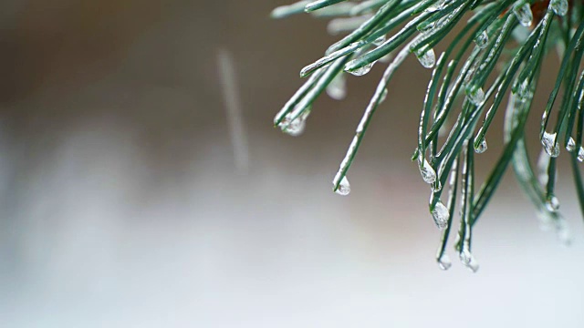 圣诞树背景下的自然雪与轻风在冰柱视频素材