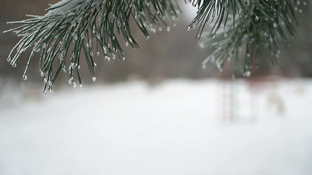 圣诞树背景下的自然雪与轻风在冰柱视频素材