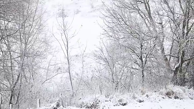 树被雪覆盖，冬天有暴风雪视频素材