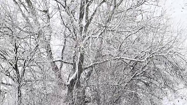 树被雪覆盖，冬天有暴风雪视频素材