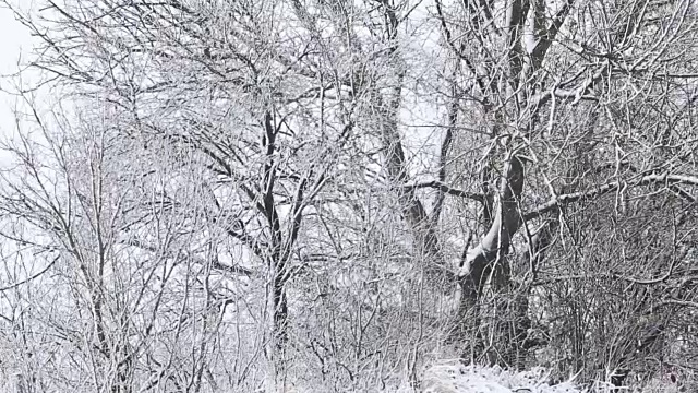 树被雪覆盖，冬天有暴风雪视频素材