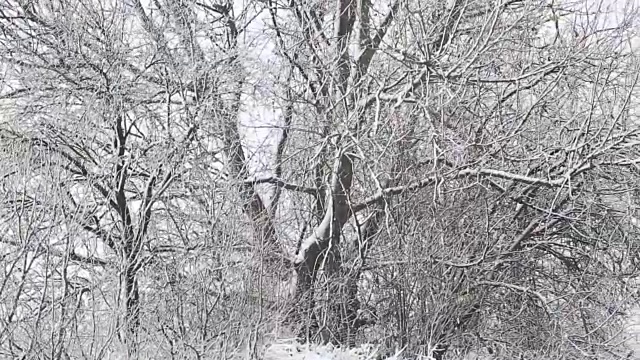 树被雪覆盖，冬天有暴风雪视频素材