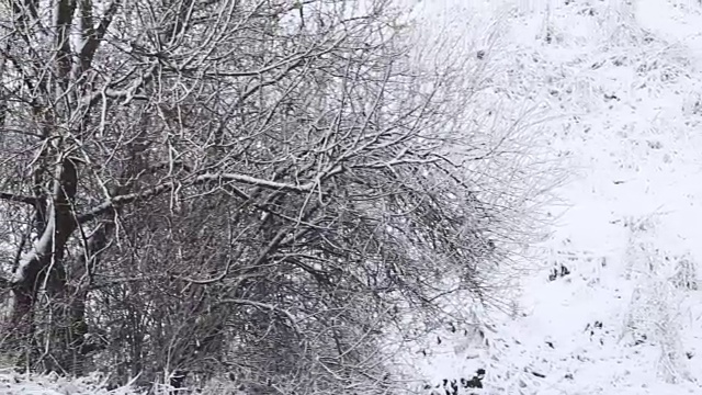 树被雪覆盖，冬天有暴风雪视频素材