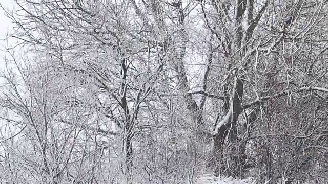 树被雪覆盖，冬天有暴风雪视频素材