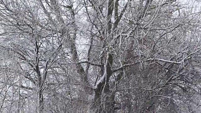 树被雪覆盖，冬天有暴风雪视频素材