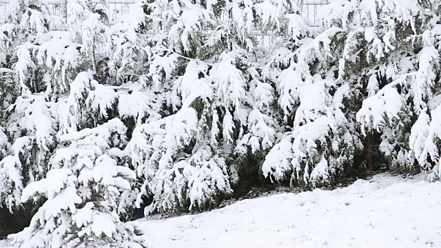 树被雪覆盖，冬天有暴风雪视频素材