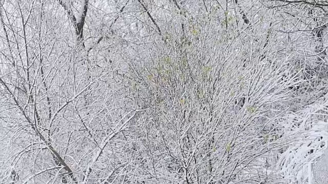 树被雪覆盖，冬天有暴风雪视频素材