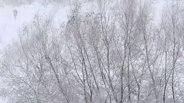 树被雪覆盖，冬天有暴风雪视频素材