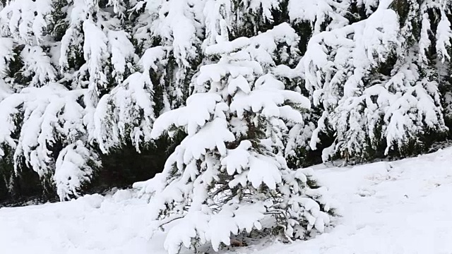 树被雪覆盖，冬天有暴风雪视频素材