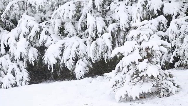 树被雪覆盖，冬天有暴风雪视频素材