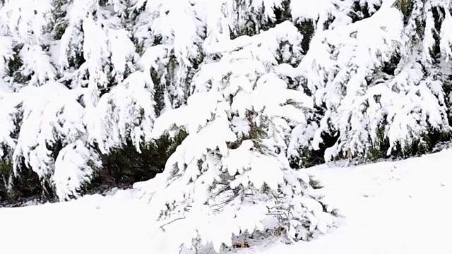 树被雪覆盖，冬天有暴风雪视频素材