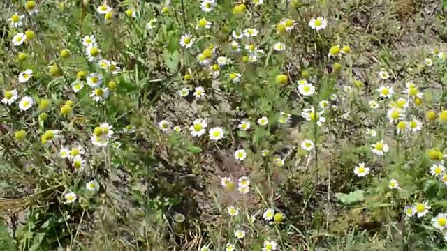 田野里盛开的洋甘菊花。视频素材