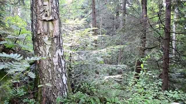 在树林里射击视频素材