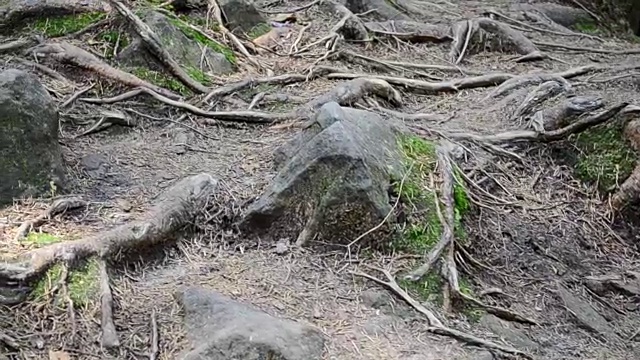 树根在石头之间视频素材